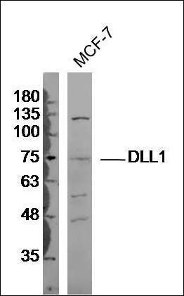 DLL1 antibody