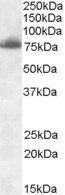 Goat anti-DLL1 Antibody