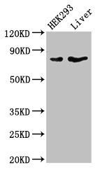 DLL4 antibody