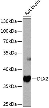 DLX2 antibody