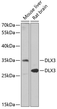 DLX3 antibody