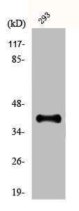 DLX3 antibody