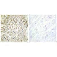 DLX3 Antibody