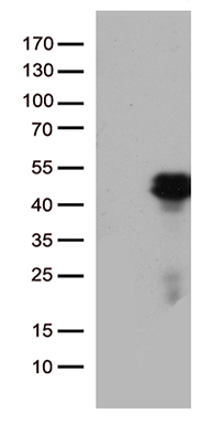 DLX4 antibody