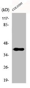 DLX4 Antibody