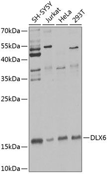 DLX6 antibody