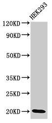DLX6 Antibody