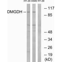 DMGDH Antibody