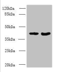 DMKN antibody