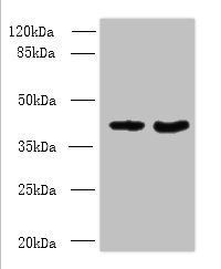 DMKN Antibody