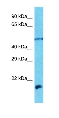 DMP1 antibody