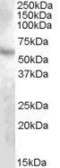 Goat anti-DMP1 Antibody