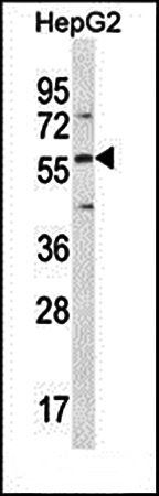 DMP4 antibody