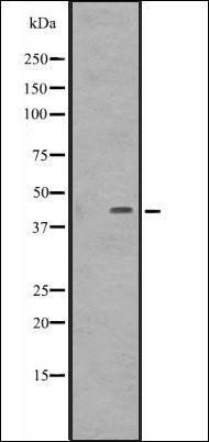 DMRTB1 antibody