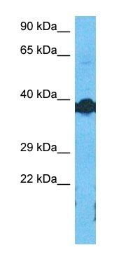 DMRTD antibody