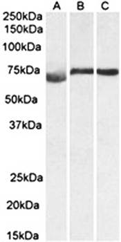Goat anti-DMTF1 (aa629-642) Antibody