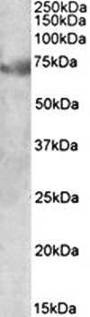 Goat anti-DMTF1 (isoform a) Antibody