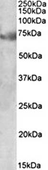 DMTF1 antibody