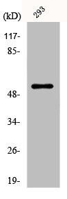 DMTN antibody