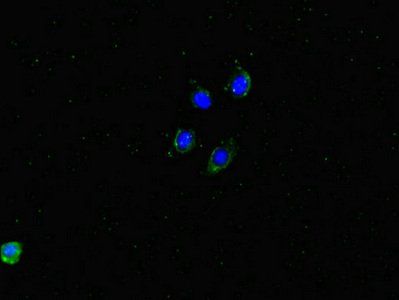 DMXL2 antibody