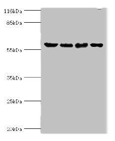 DNA-directed RNA polymerase III subunit RPC3 antibody