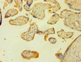 LIG1 Antibody