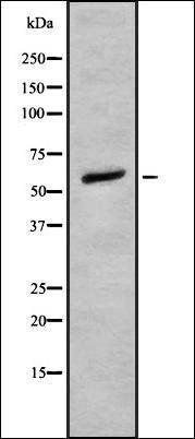 DNA pol lambda antibody