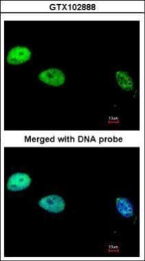 DNA polymerase delta 1, catalytic subunit Antibody