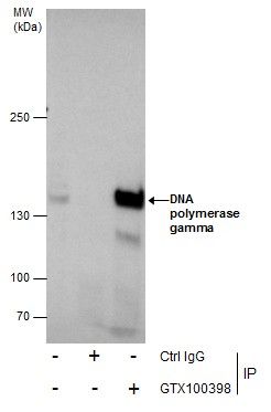 DNA polymerase gamma Rabbit Polyclonal Antibody