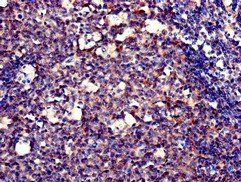 POLH Antibody