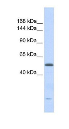 DNA2 antibody