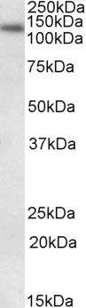 Goat anti-LIG1 / DNA ligase I Antibody