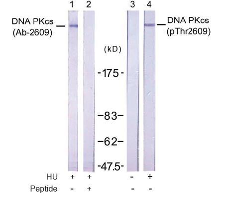 DNA PKcs (Phospho-Thr2609) Antibody