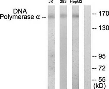 DNA Polymerase alpha antibody