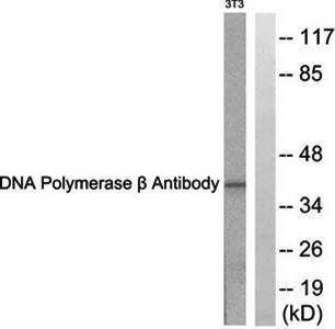 DNA Polymerase beta antibody