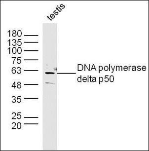 DNA polymerase delta p50 antibody