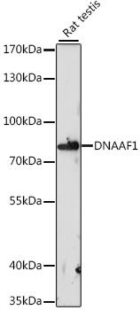 DNAAF1 antibody