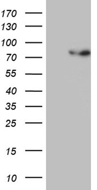 DNAAF10 antibody