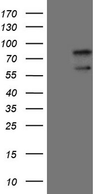 DNAAF11 antibody