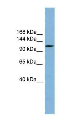 DNAAF2 antibody