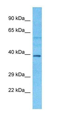 DNAAF3 antibody