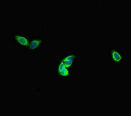 DNAH1 Antibody