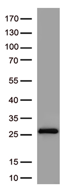 DNAH6 antibody