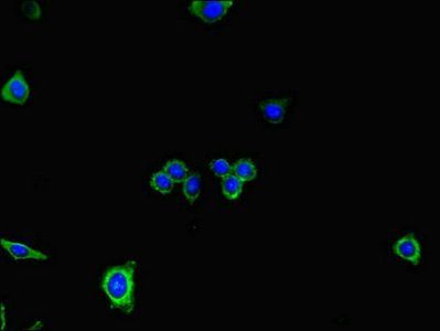 DNAH7 antibody