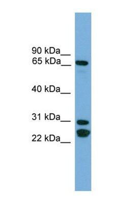 DNAI2 antibody
