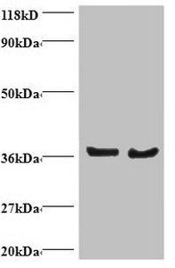 DnaJ homolog subfamily B member 1 antibody