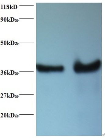 DnaJ homolog subfamily B member 1 antibody (Biotin)
