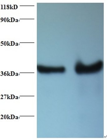 DNAJB1 Antibody, Biotin conjugated