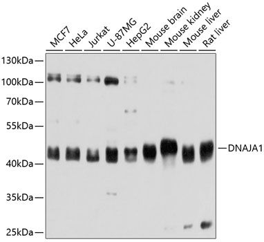 DNAJA1 antibody