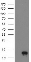 DNAJA2 antibody